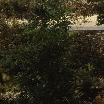 thumbnail for publication: Illicium anisatum Japanese Anise Tree